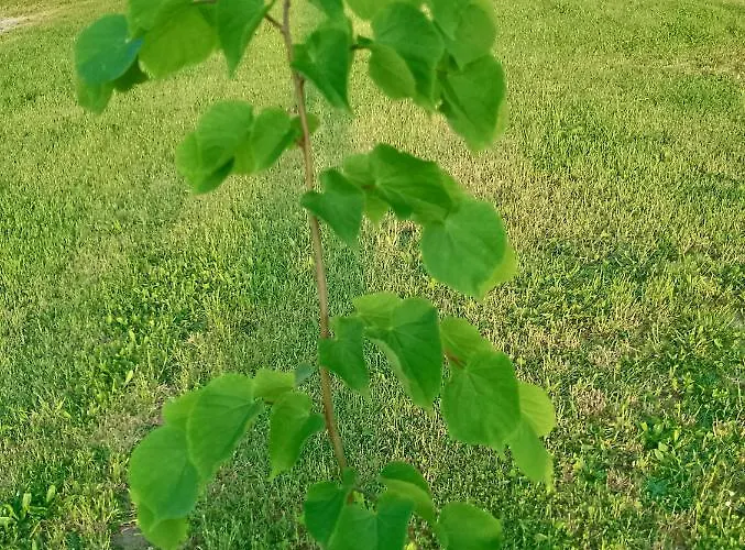 La Chiocciola * Villanova di Bagnacavallo