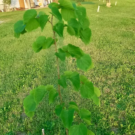 La Chiocciola * Villanova di Bagnacavallo