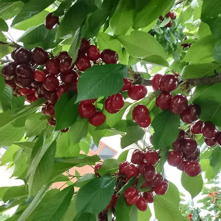 Nocleg ze śniadaniem La Chiocciola Villanova di Bagnacavallo