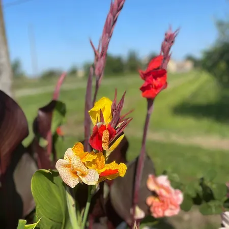 La Chiocciola * Villanova di Bagnacavallo