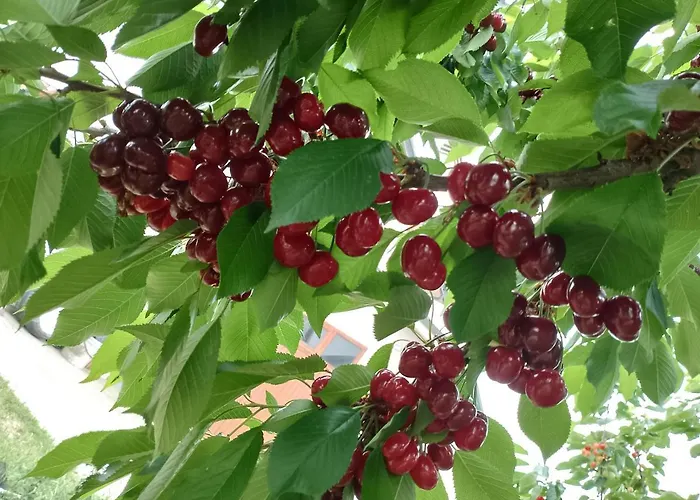 Nocleg ze śniadaniem La Chiocciola Villanova di Bagnacavallo