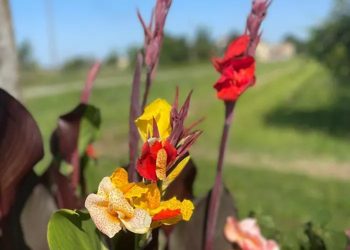 La Chiocciola * Villanova di Bagnacavallo